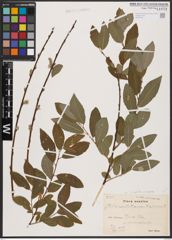 Foto von Salix aurita L. x Salix caprea L.